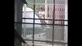 Desi fare generalized neighbor stinking